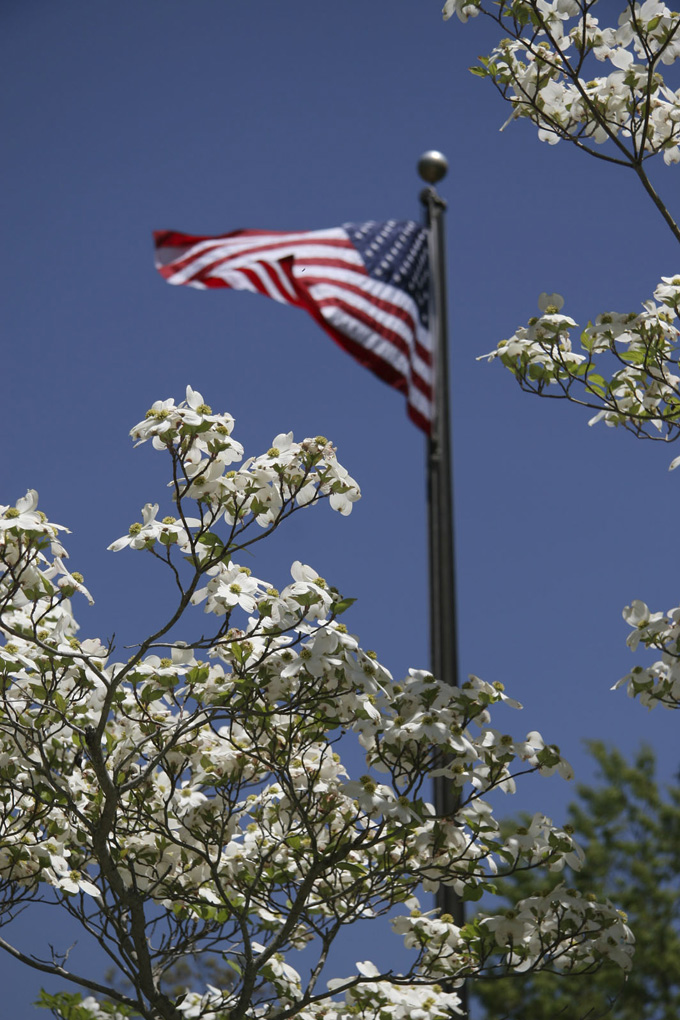 dogwoods_off_of_brp.jpg